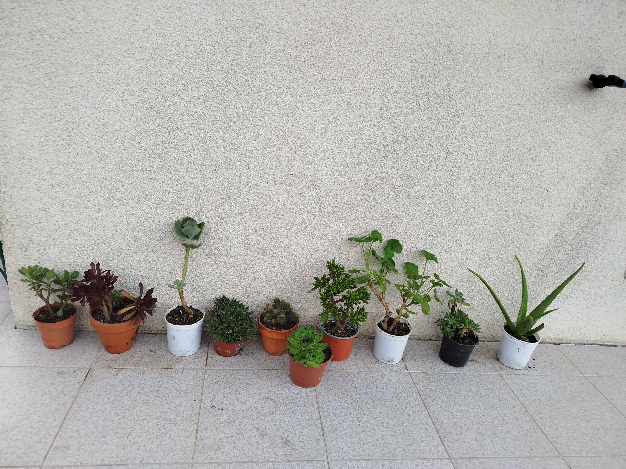 Vasos de plantas