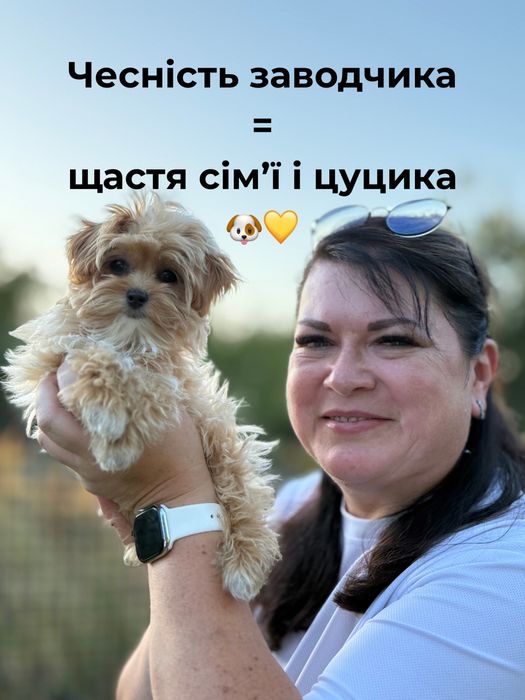 Мальтіпу Ф1, мікро, батьки китай-корея