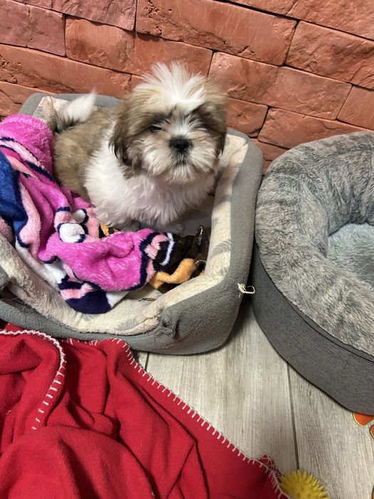 Piesek Shih Tzu z rodowodem