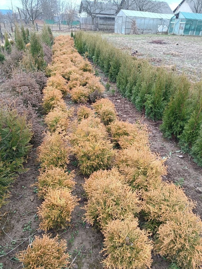 Продаються різні види Туй