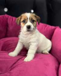 Jack Russell Terrier piesek bicolor