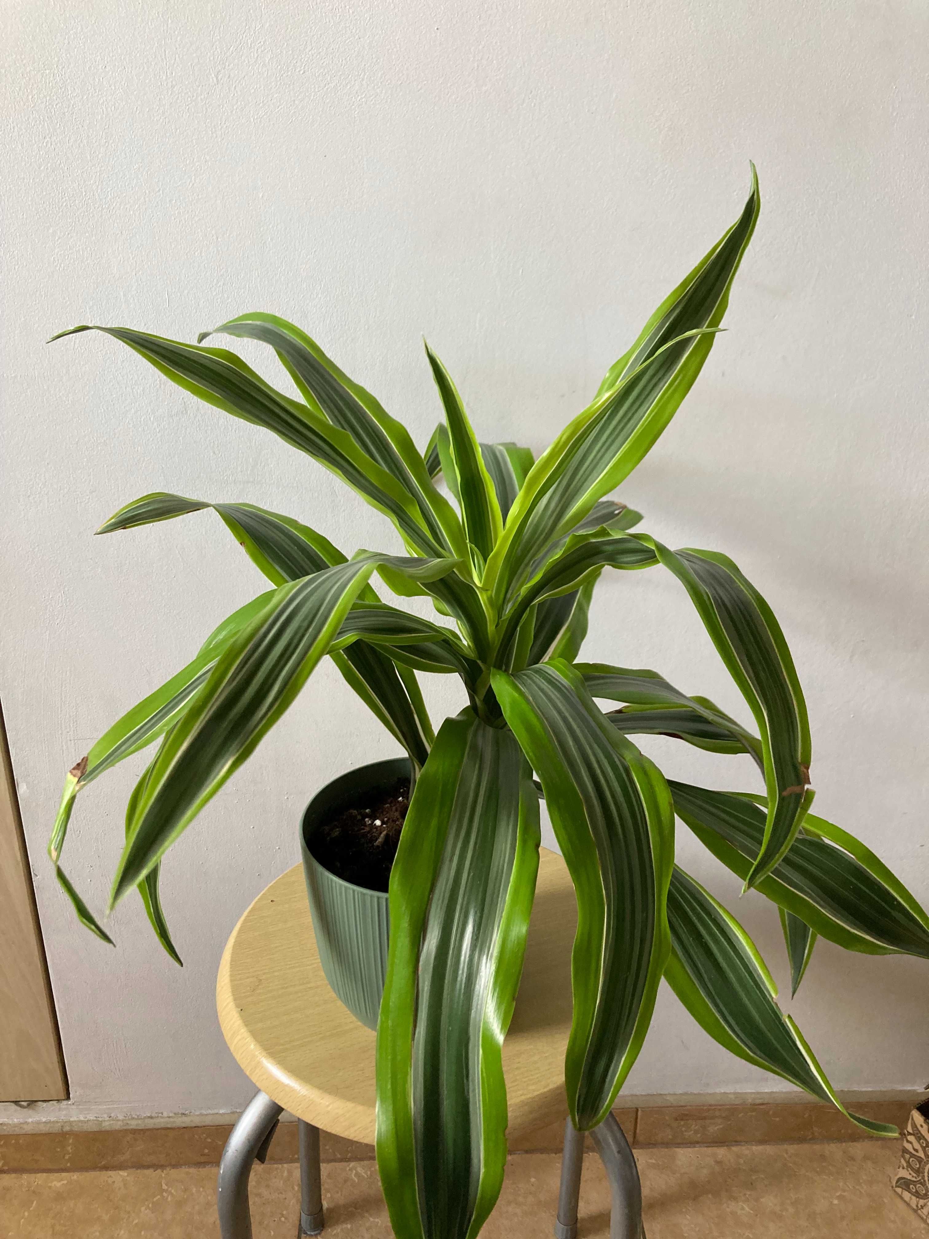 Dracena deremeńska (smocze drzewo)