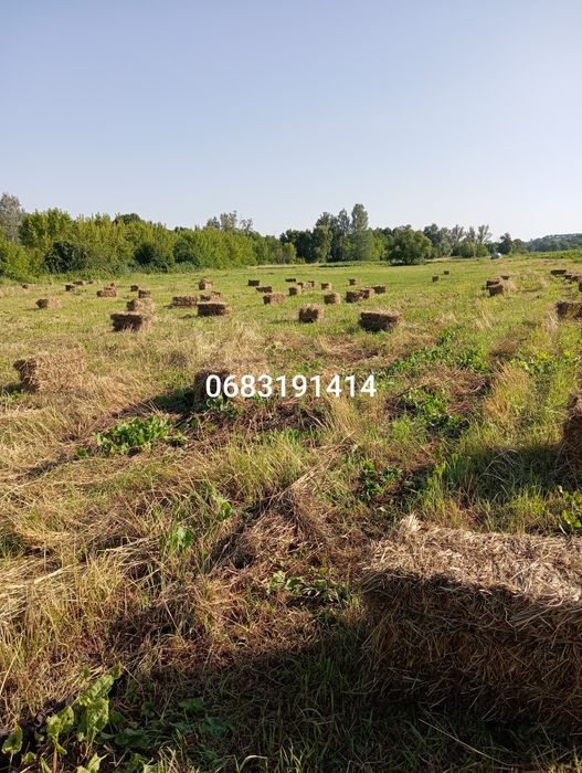 Продам сіно лугове