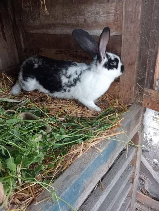 Sprzedam Królika samice