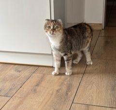 Sofi czeka na swój ciepły domek