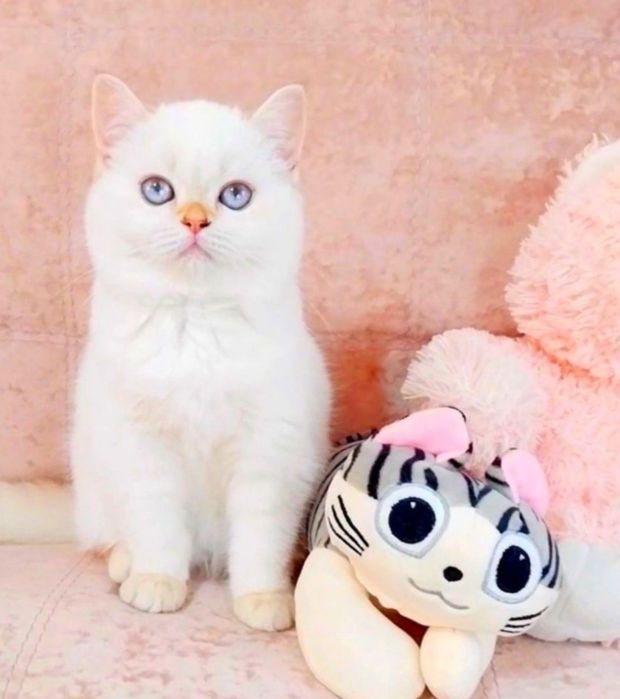 Сама нежность, голубоглазая малышка скоттиш-страйт