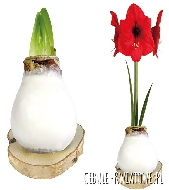 Amarylis cebule kwiatowe w wosku