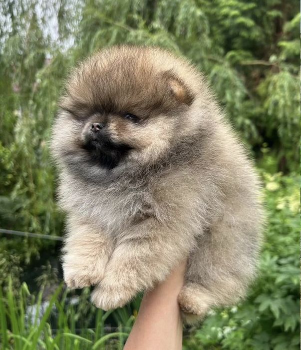 Пушистики шпицы ‼️