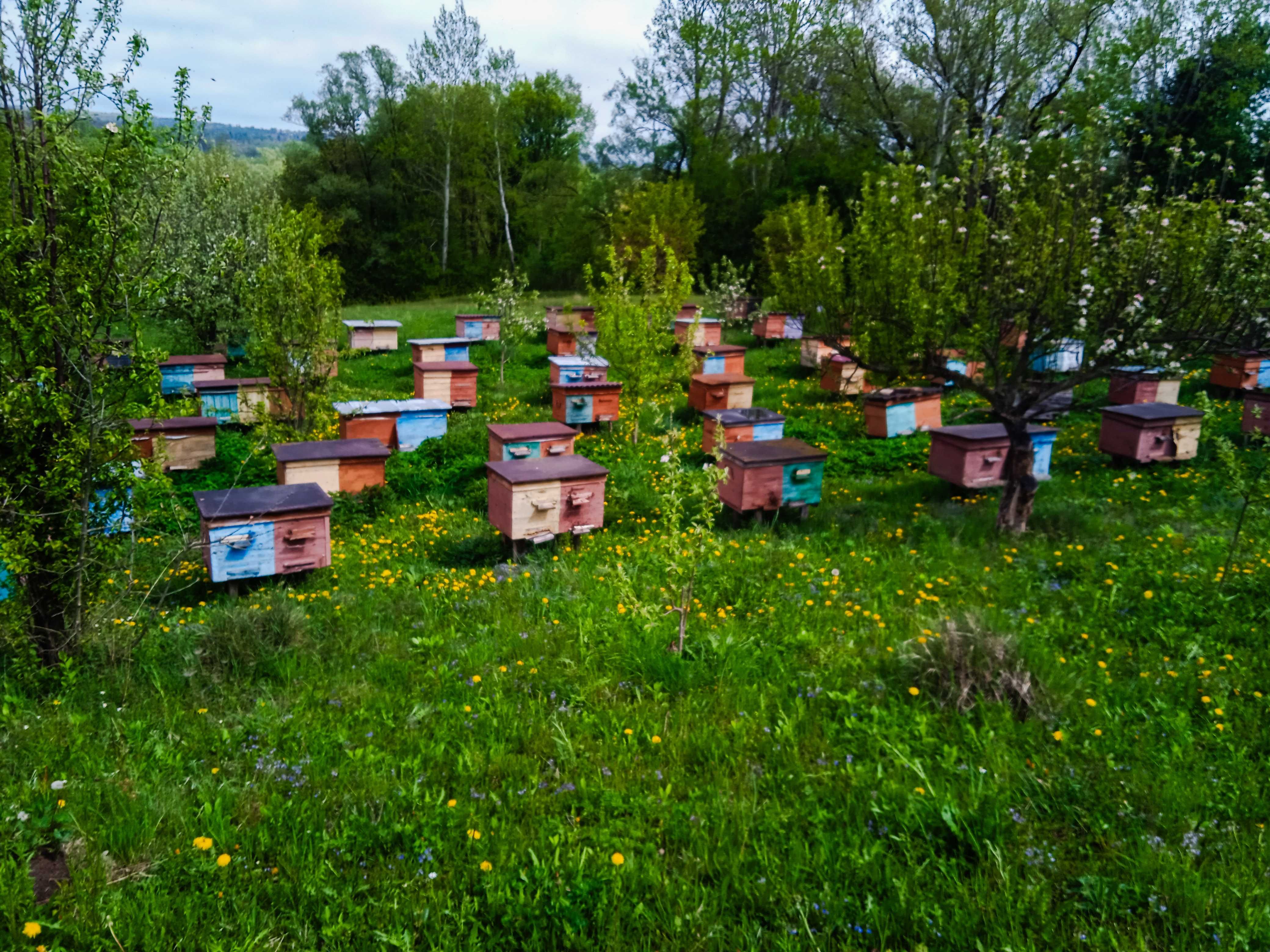 Продам 200  бджолопакети в Чернівецькій області