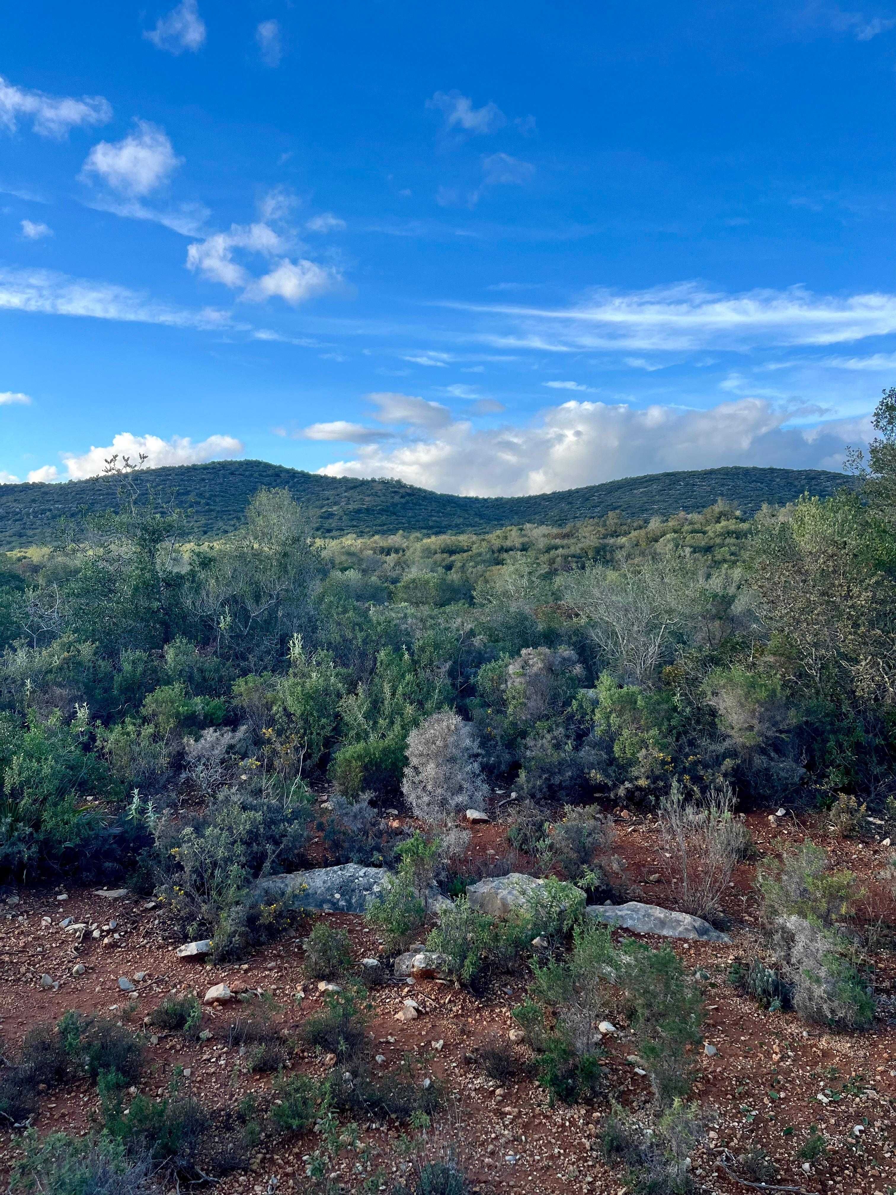 Terreno Rustico Algarve 19500m2