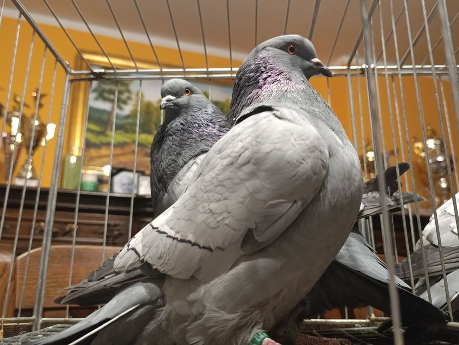 Ryś, rysie na niebieskich pasach i ciemnych lotach, wysyłam, gołębie o