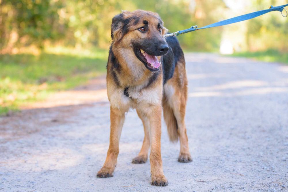 Młodziutka łagodna długowłosa sunia w typie ON - adoptuj Chikitę