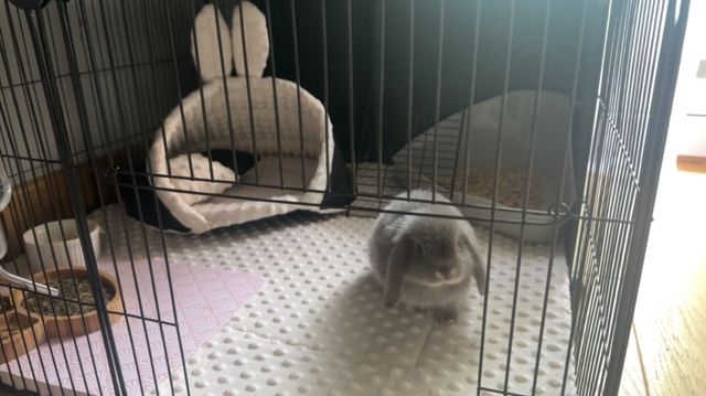 Królik baranek mini lop