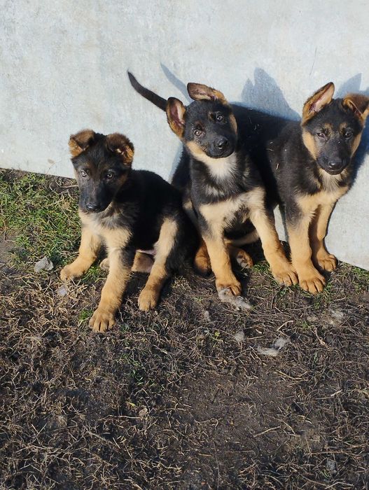 Цуценята німецької вівчарки. вакциновані.