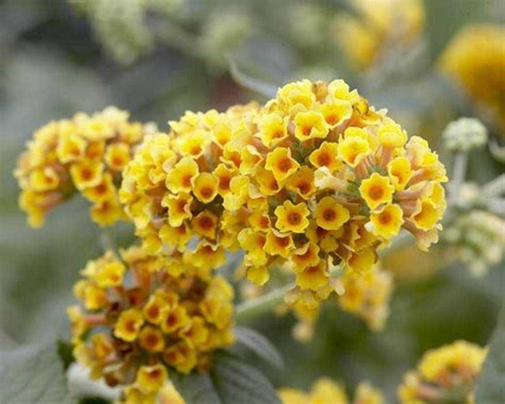 Budleja/Motyli krzew/ żółta -krzewy ozdobne Flora Szczecin