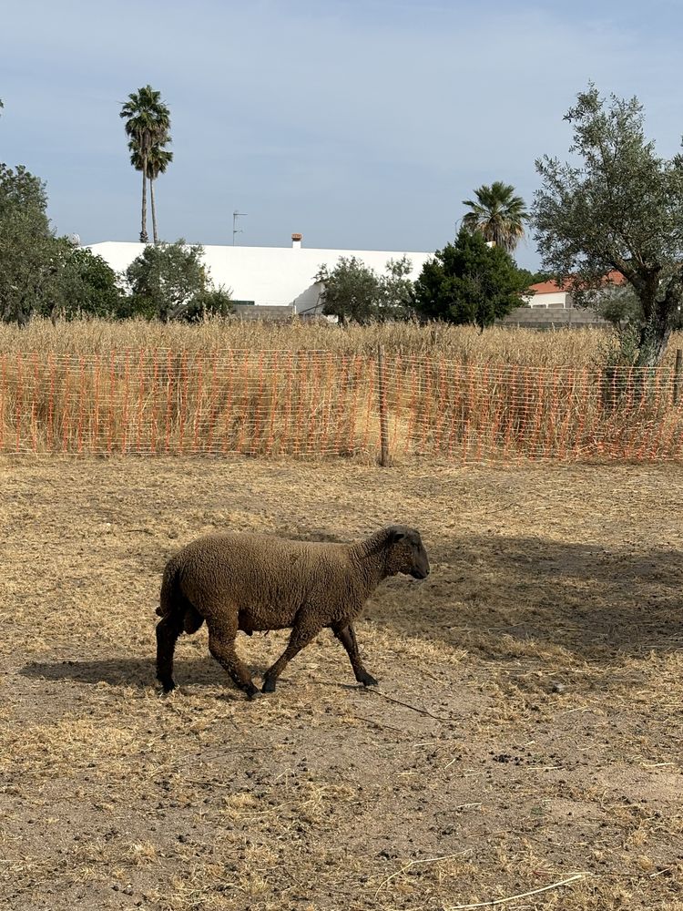 Borrego cruzado de Charolês