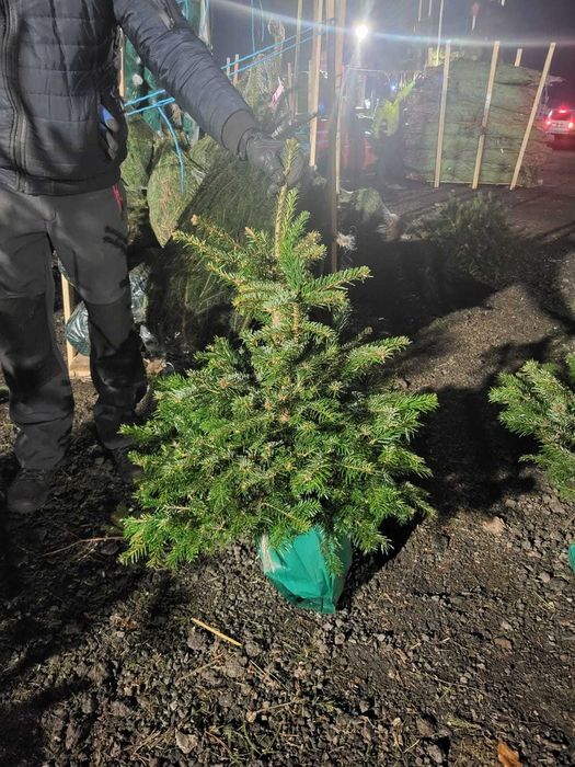 Jodła kaukaska w donicy. Dostępna KAŻDA ilość