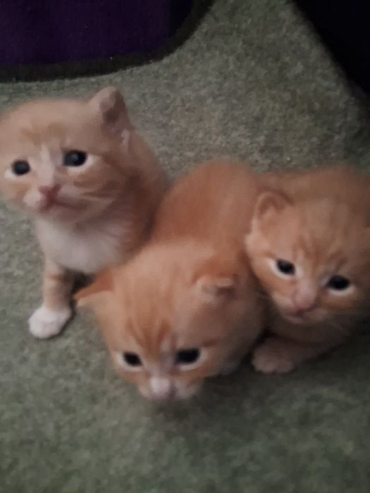 Бронь бронь Руде Риже котеня всі на броні