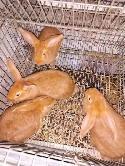 Coelhos de várias raças