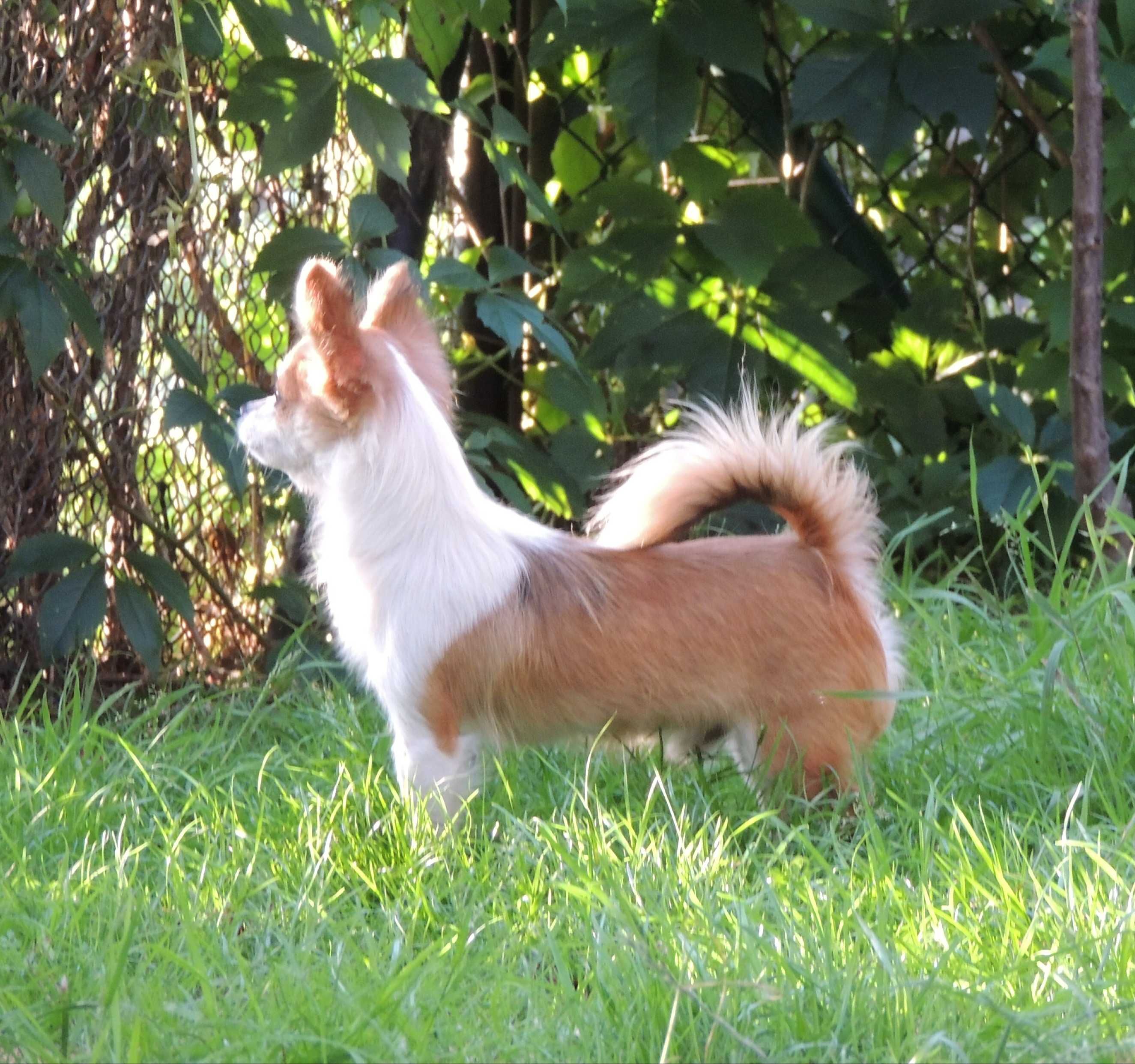 Chihuahua piesek długowłosy ZKwP Częstochowa