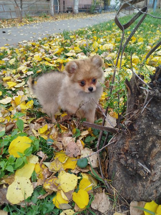 Шпіц  помераньський дівчатка