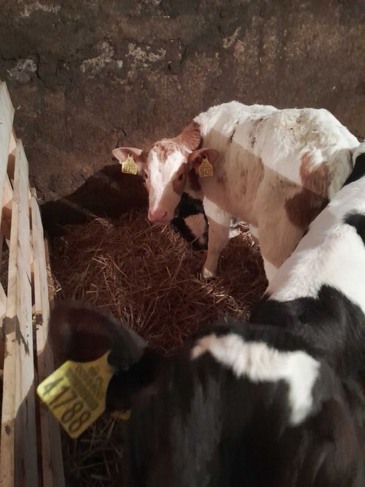 Byczki cielaki sprzedam