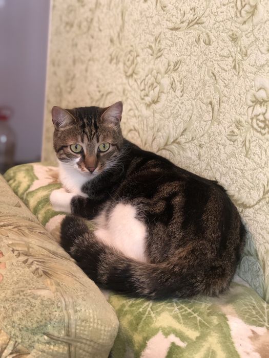 Котик Бусік 2 р. кастрований.