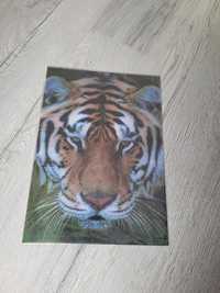 Obraz 3D Tygrys do powieszenia+ rama
