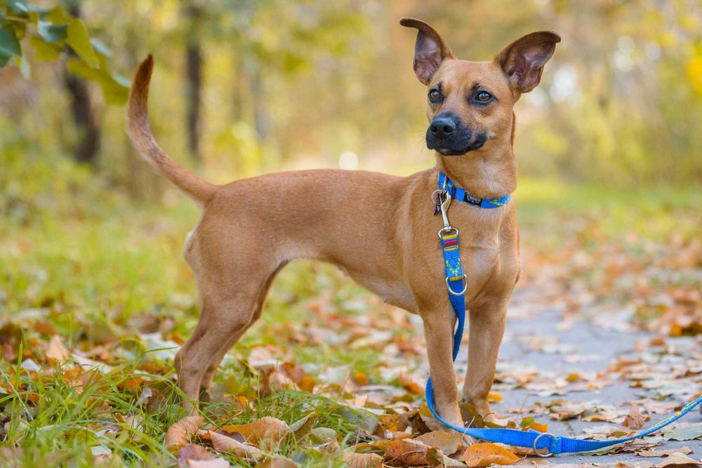 FREEKA - młodziutka, niewielka i milutka sunia