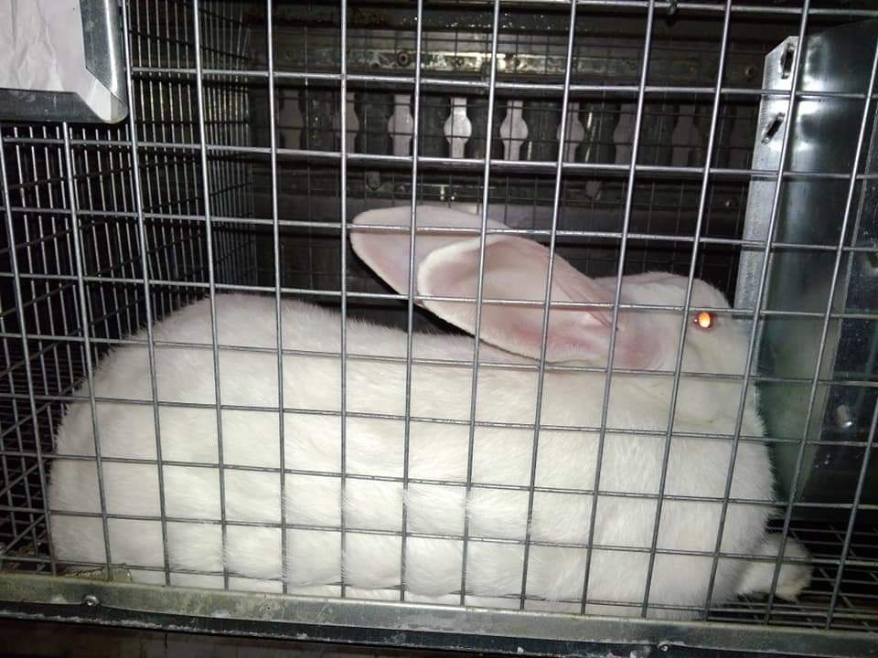 Кролики Термондська біла