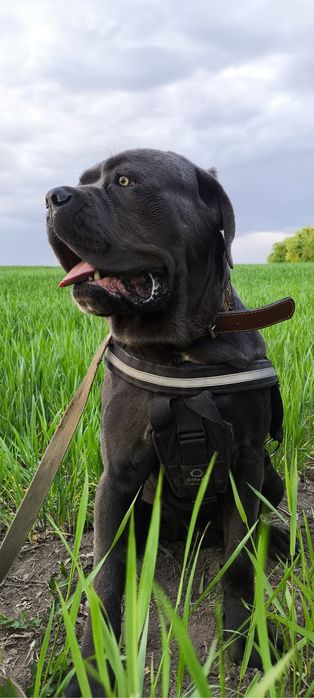 цуцики кане корсо