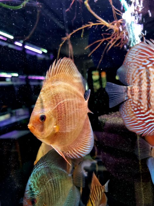 Paletka dyskowiec snake skin