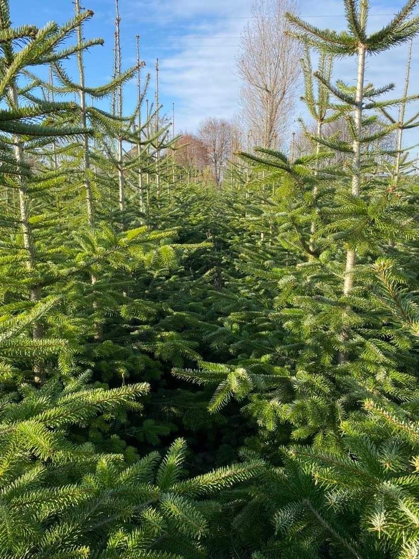 Jodła kaukaska, choinki, prywatna plantacja