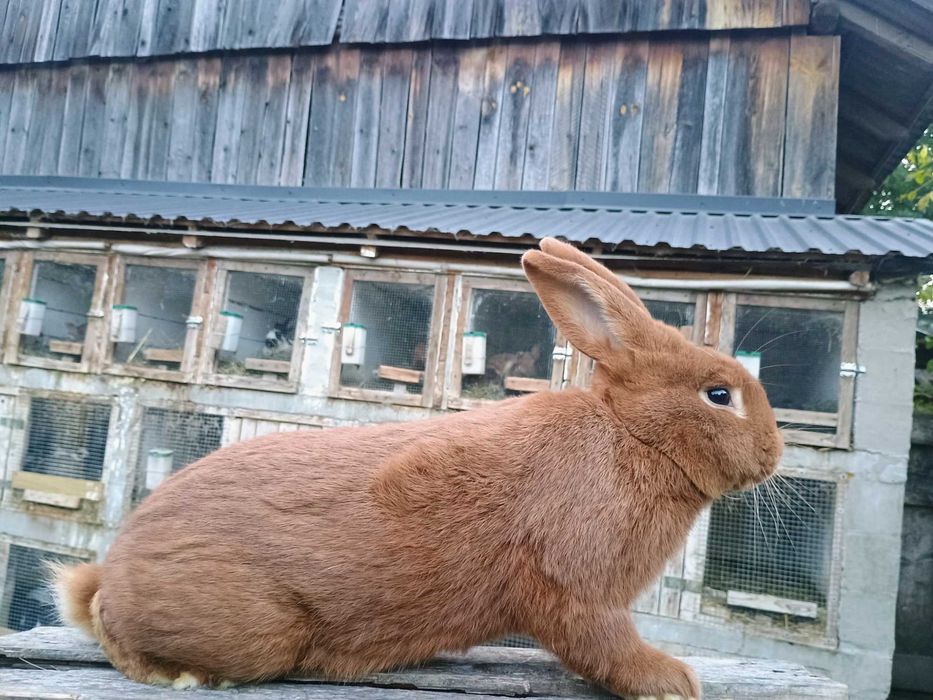 Sprzedam samczyki Nowozelandzkie czerwone
