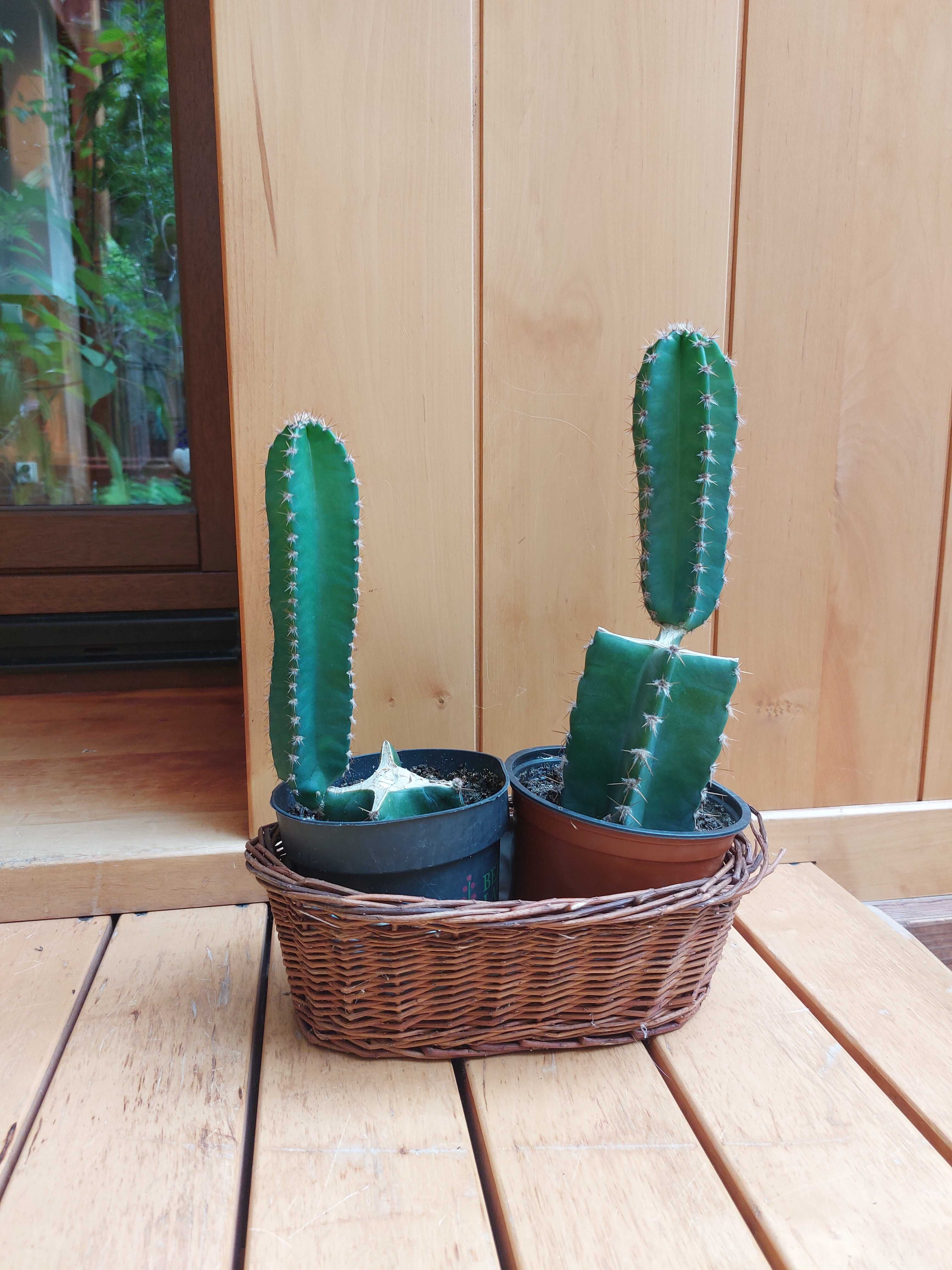 Kaktus Kolumnowy cereus peruvianus pitaya pitaja smoczy owoc