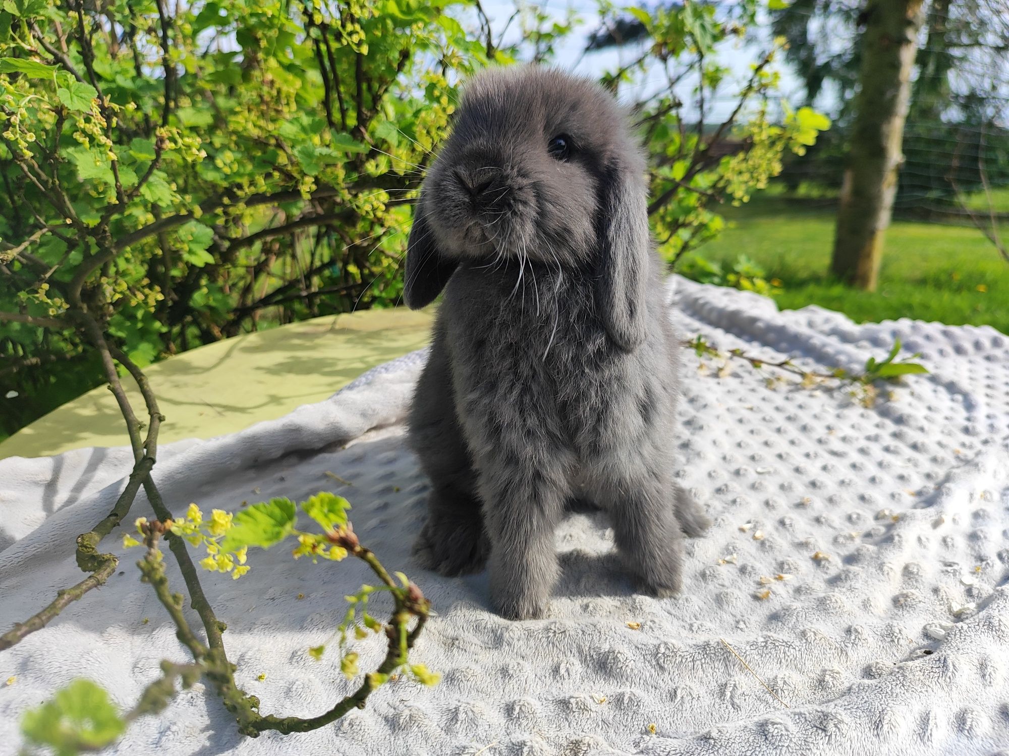 Mini lop rasowy metryka legalna hodowla królik miniaturka baranek