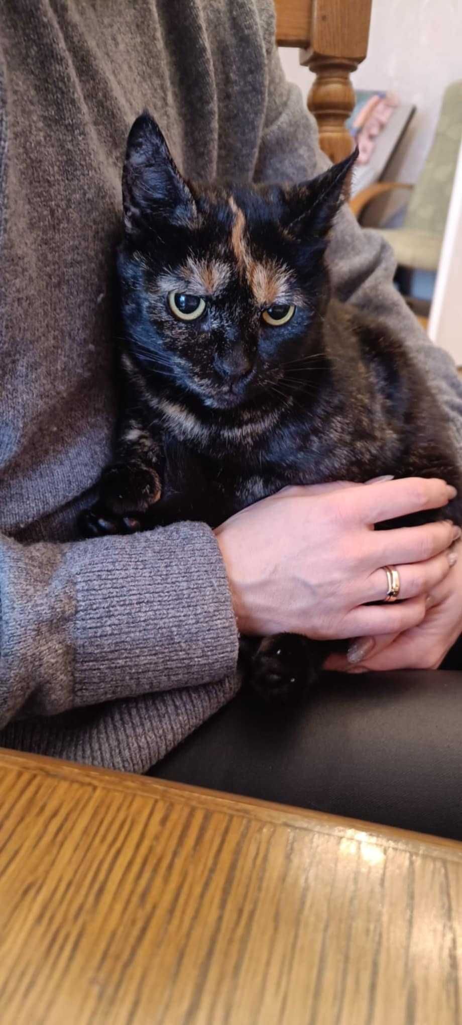 Piękna szylkretka Zuzia do adopcji