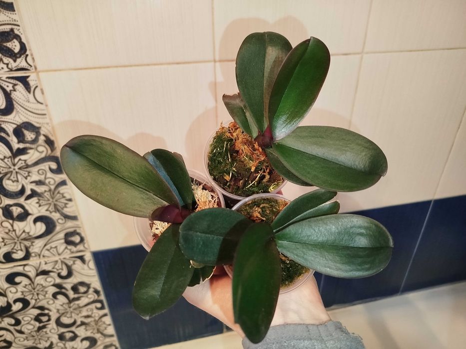 хоя, кактус, суккуленти, сенполія, шлюмбергера, орхідея.Багато надлишк