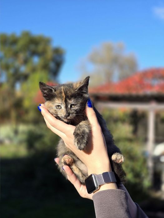 Віддам кошенят у добрі руки