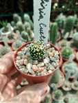 Mammillaria luethi