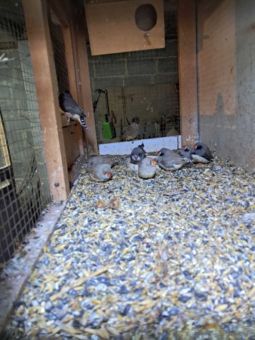 Zeberki młode z tego roku