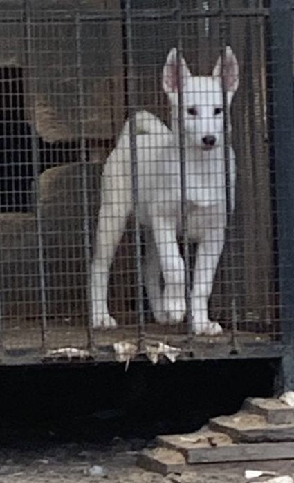 Пропоную щенка зсл