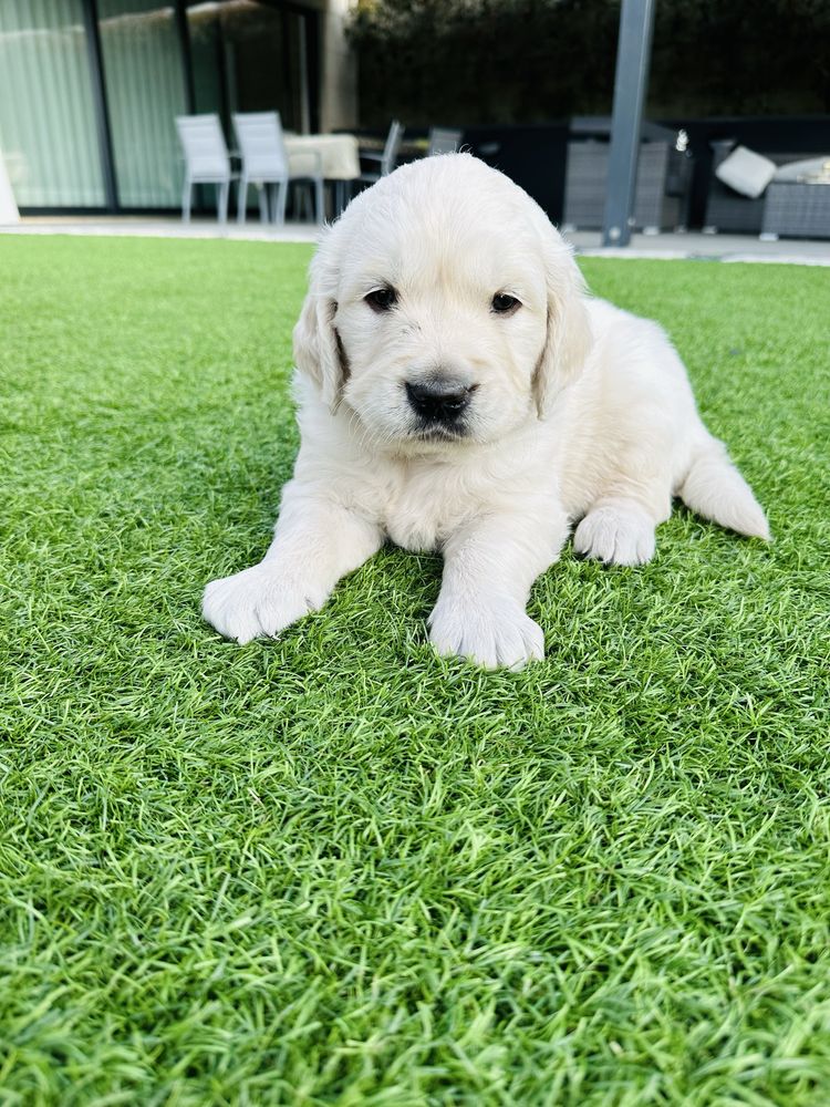 Golden Retriever menino