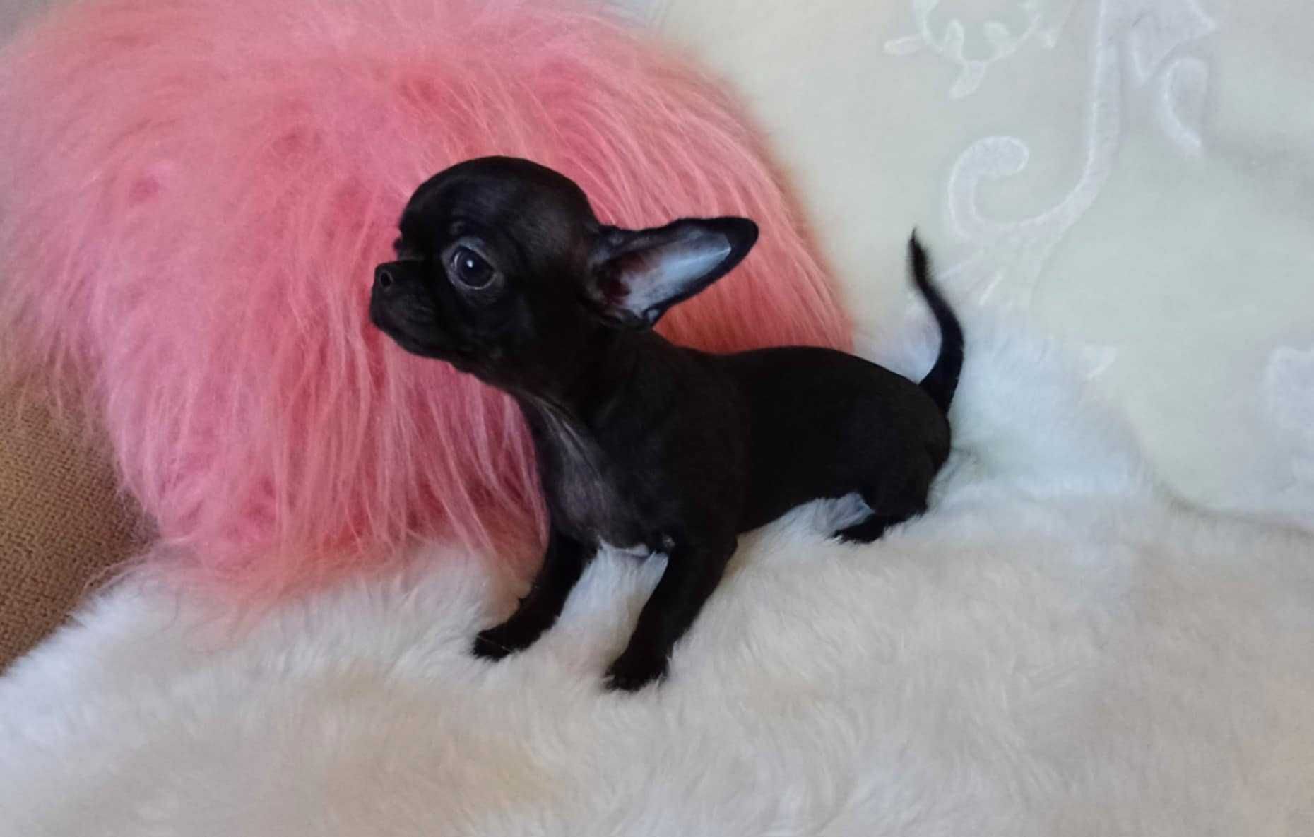 Chihuahua przepiękna trzymiesięczna dziewczynka