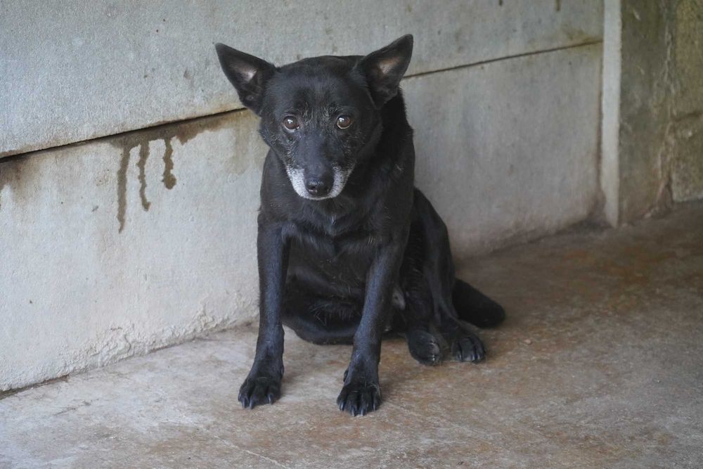 Kruk - staruszek szuka domu