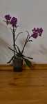 Storczyk Phalaenopsis orchidea