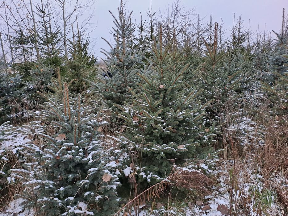 Choinki choinki choinki