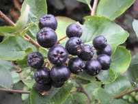 Aronia/Owoce Aronii
