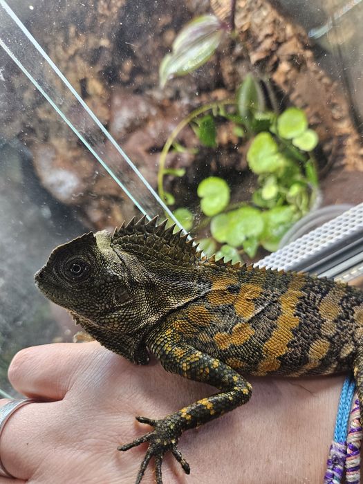 Agama Kameleonowa  Rarytas ostatni samiec