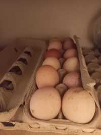 Vende se ovos caseiros